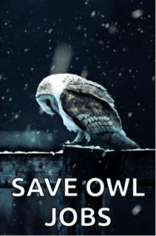 Sad Owl Sad GIF - Sad Owl Sad Owl GIFs