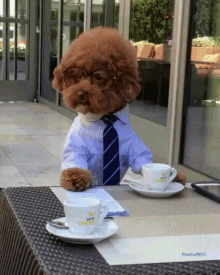 Business Casual GIF - Business Casual Dogs GIFs