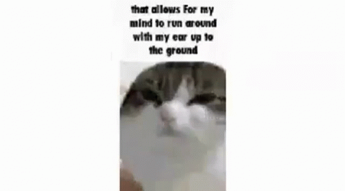 misery cat meme