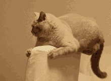 Cat Love You GIF