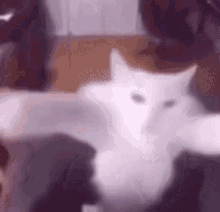 Heonism Cat Shake GIF