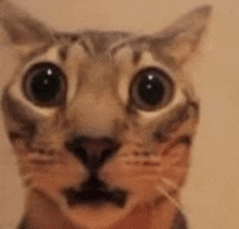 a close up of a cat 's face with big eyes .