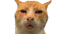 a close up of an orange and white cat 's face