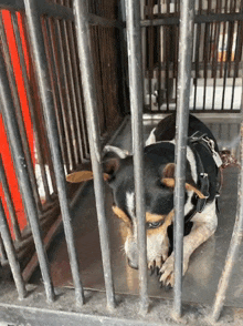 a black and white dog laying in a cage with bars