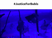 Justice For Bubls GIF - Justice For Bubls GIFs