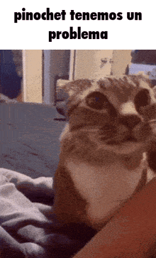 a picture of a cat with the words pinochet tenemos un problema on the bottom
