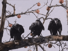 three black birds perched on a tree branch
