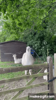 Llama Flirting GIF