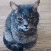 Cat Sad Kitty Sad GIF - Cat Sad Kitty Sad Cat Depresed GIFs