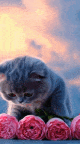 a kitten is standing next to a bunch of pink flowers