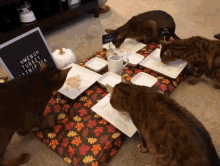 Thanksgiving Happy Cats GIF - Thanksgiving Happy Cats Love GIFs