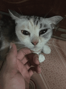 a person holding a cat 's nose with their hand