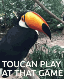 Toucan Play GIF