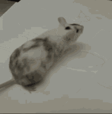 Mouce Mouse Chimeric Cute Rodent Rat GIF - Mouce Mouse Chimeric Cute Rodent Rat GIFs