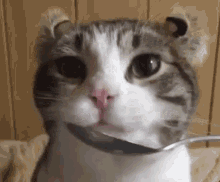 Cat Yogurt GIF - Cat Yogurt Lick GIFs