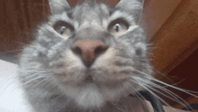 Plink Cat Rataocat GIF - Plink Cat Plink Cat GIFs