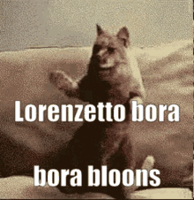 Bora Bloons GIF - Bora Bloons Bora Bloons GIFs