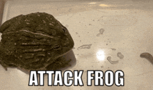 Frog Frogs GIF - Frog Frogs Frog Meme GIFs