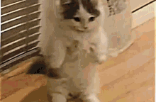 Cmon Bruh Smh Cat GIF - Cmon Bruh Smh Cat GIFs