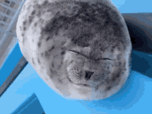 Seal Cute GIF - Seal Cute Silly GIFs