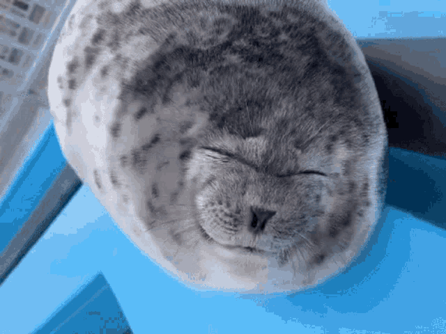 Seal Cute GIF - Seal Cute Silly GIFs