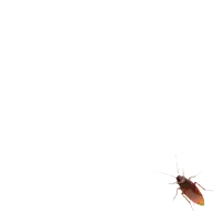 a cockroach is sitting on a white surface with a white background