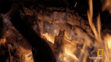 Campfire The Great Human Race GIF - Campfire The Great Human Race A Scare In The Night GIFs