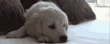 No Sleep Puppy GIF - No Sleep Puppy Dog GIFs