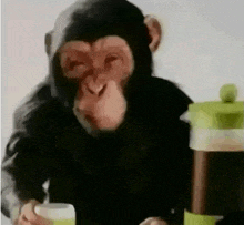 a chimpanzee is sitting at a table drinking coffee .