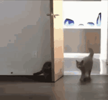Kucing Kaget GIF - Kucing Kaget Kucing Lucu Kabur GIFs