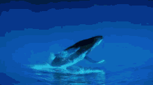 Upside Down Humpback Whale GIF - Whale Ani Animal GIFs