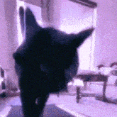 a black cat is standing in front of a window in a living room looking at the camera .