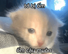 a kitten is being held in someone 's arms with a caption in a foreign language .