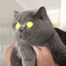 Laser Kitten GIF