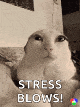 a cat is laying on a bed with the words stress blows written on the bottom