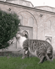 Cat Funny GIF - Cat Funny Kitty GIFs
