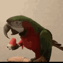 Kiwi Macaw GIF - Kiwi Macaw Watermelon GIFs