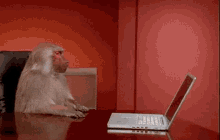 Monkey Pissed Monkey GIF - Monkey Pissed Monkey Computer GIFs