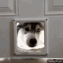 Funny Animals Dogs GIF - Funny Animals Dogs Husky GIFs