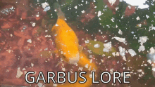 Garbus Lore GIF - Garbus Lore Fish GIFs