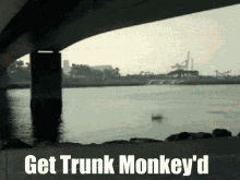 Trunk Monkey GIF - Trunk Monkey GIFs