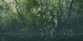 a cat 's tail is visible in front of a forest