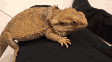 Can Bearded Dragons Get Hiccups GIF - Can Bearded Dragons Get Hiccups GIFs