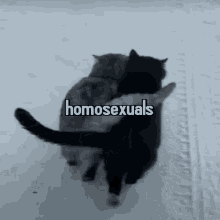 Gay Cats GIF