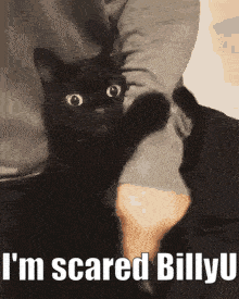 I'M Scared Billyu Cat GIF