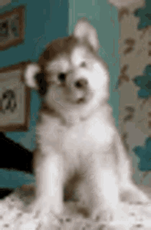 Puppy Madness Dog GIF