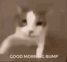 Good Morning Cat Bump GIF