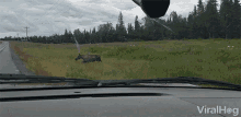 mosse crossing road close call almost crashed into moose swerve avoid hitting