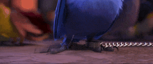 a blue bird with a chain around its feet is standing on the ground