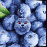Cat Blueberry Blueberry Cat GIF - Cat Blueberry Blueberry Cat Cat GIFs